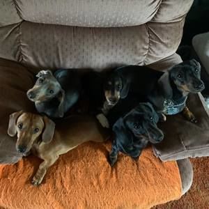 Meet your Posher, Steven